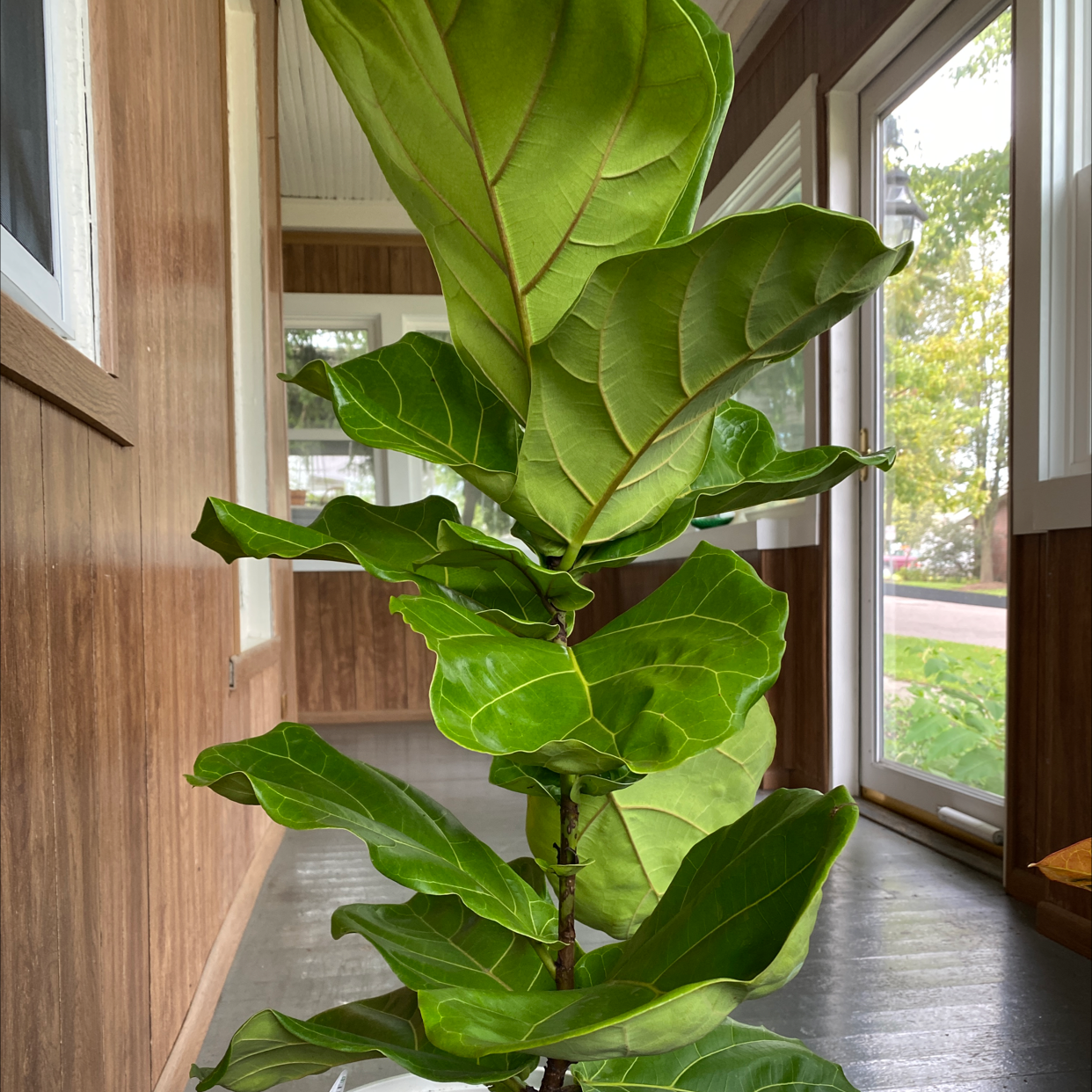 Photo of the plant species Fiddle Leaf Fig by @Oliviakay named Your plant on Greg, the plant care app