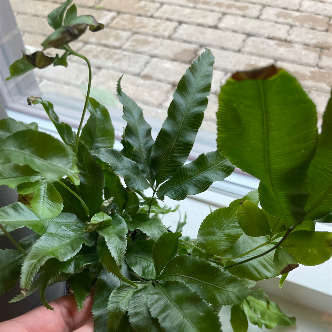 Cretan Brake plant with green leaves, some browning at the tips, held by a hand.