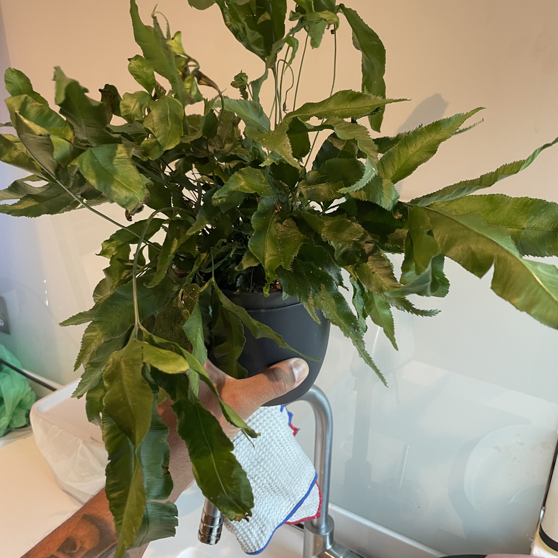 Cretan Brake plant with green leaves, held over a sink by a hand.