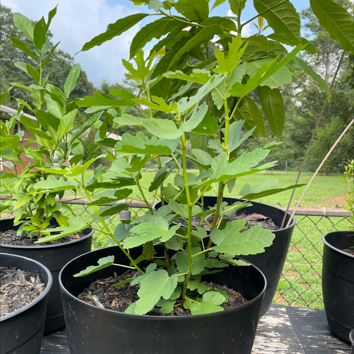 Brown Turkey Fig plant in a black pot with green leaves, surrounded by other potted plants.