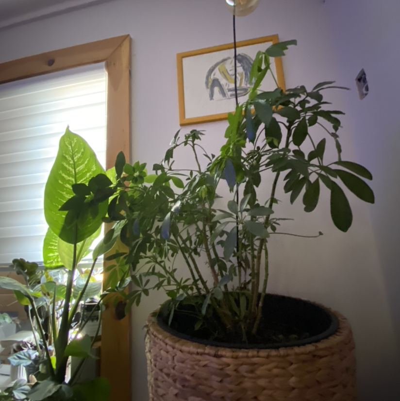 Dwarf Umbrella Tree plant photo by Félix named Denali on Greg, the plant care app.