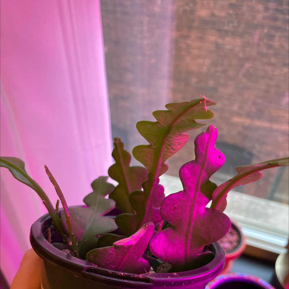 Fishbone Cactus in a small pot under pinkish light, showing characteristic zigzag leaves.