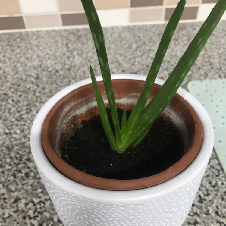 Aloe vera plant photo by Elkie named sydney on Greg, the plant care app.