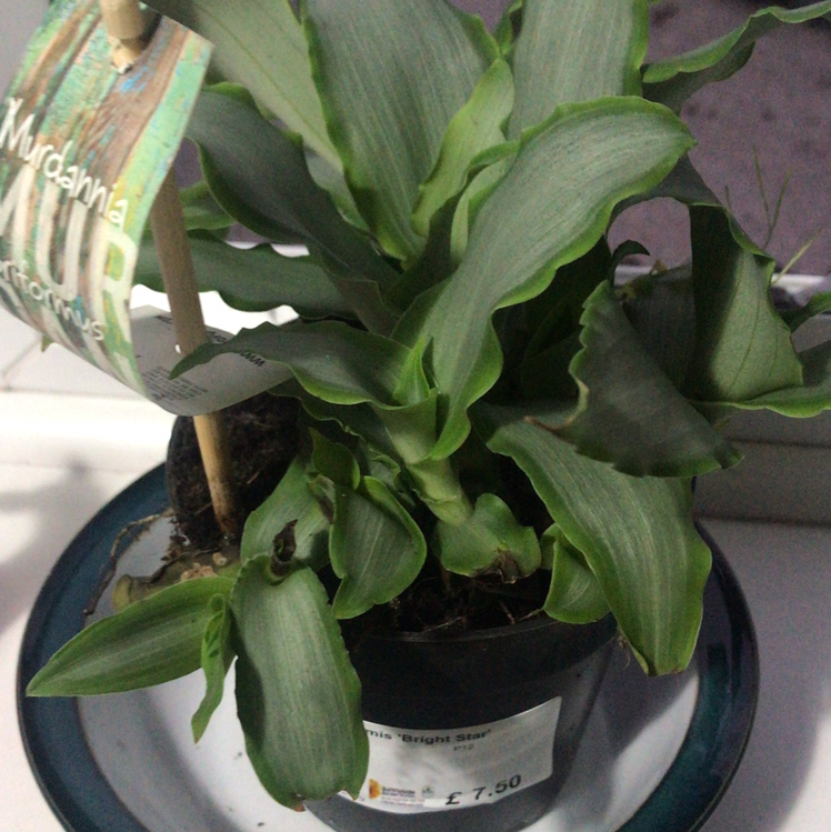 Bright Star Murdannia plant photo by Elkie named star on Greg, the plant care app.