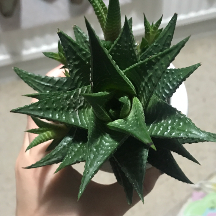 Fairy Washboard plant photo by Elkie named beartrice on Greg, the plant care app.