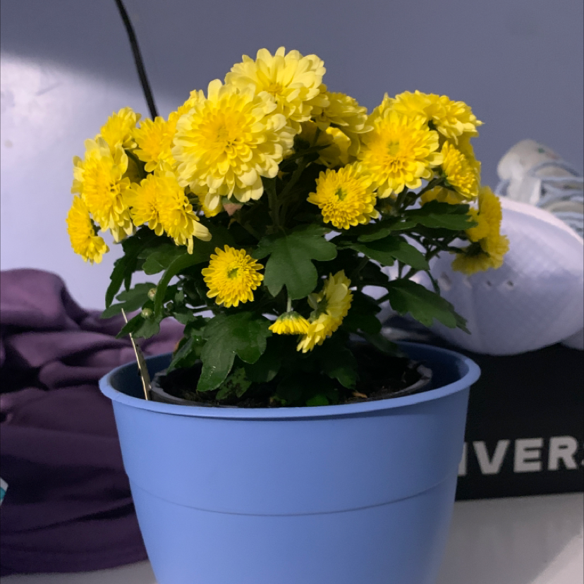 Potted Giant Crego Aster with vibrant yellow flowers in a blue pot.