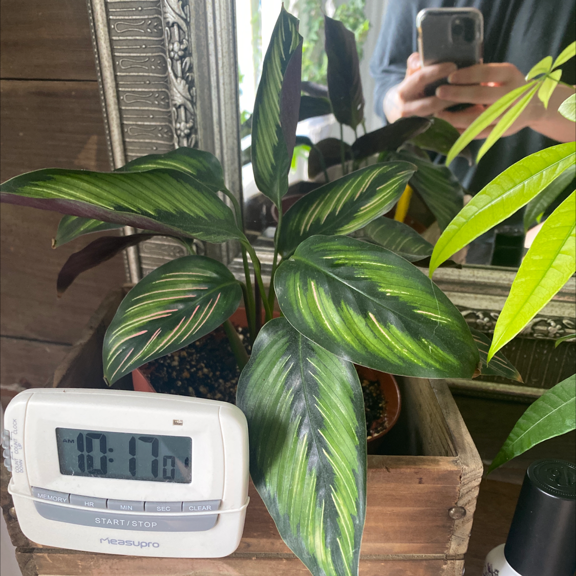 Calathea 'Beauty Star' plant in a wooden pot with a digital thermometer in front. Mirror reflects person taking photo.