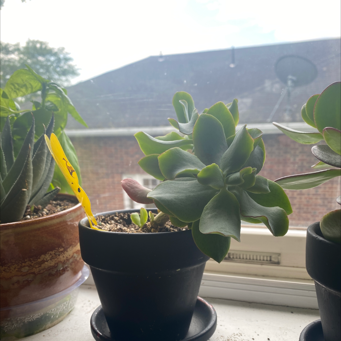 Photo of the plant species curly jade by Nicholas named Alcove curly jade on Greg, the plant care app