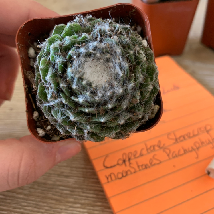 Cobweb Hens and Chicks succulent in a small pot, held by a hand.