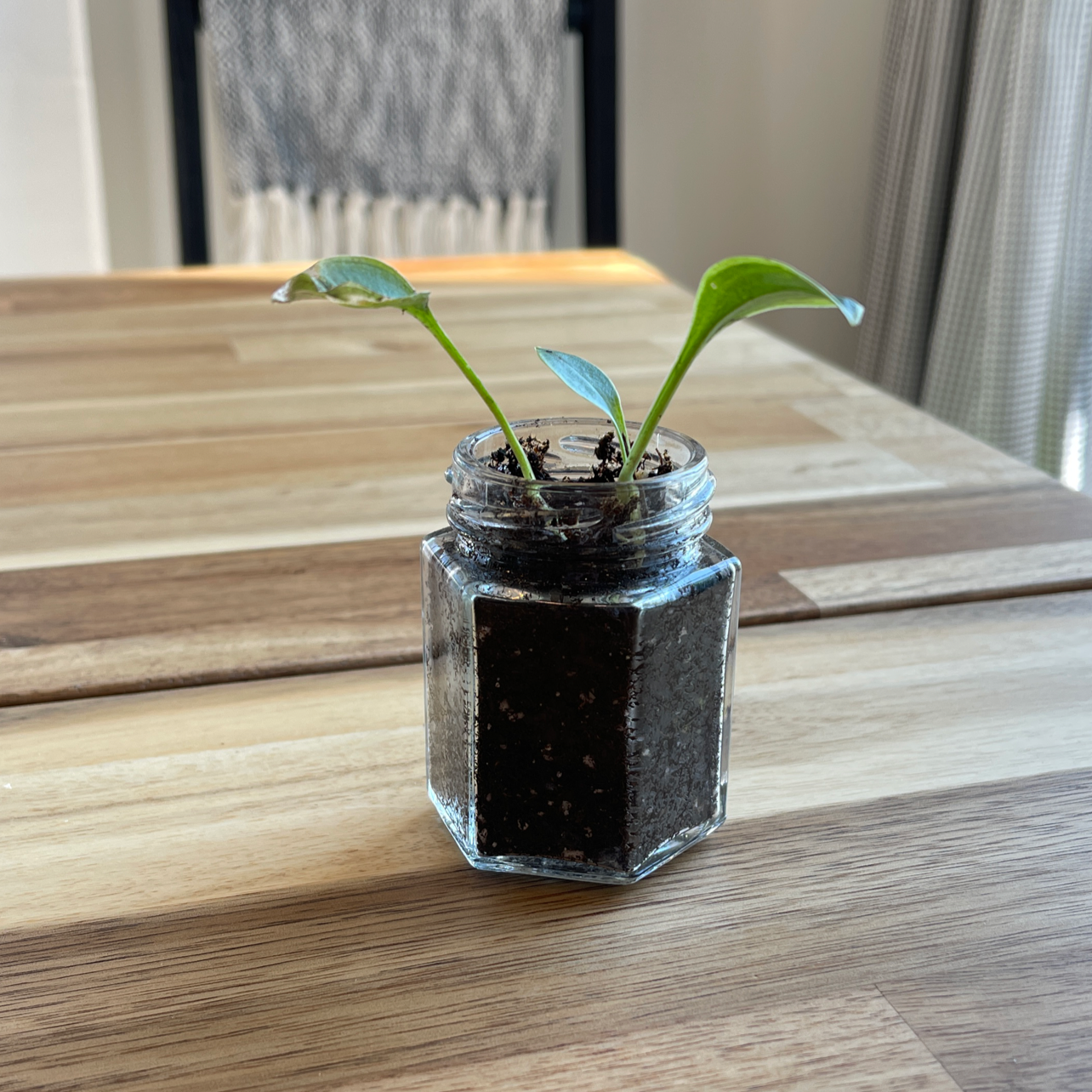 Hosta 'Patriot' plant in a glass container with soil on a wooden table.