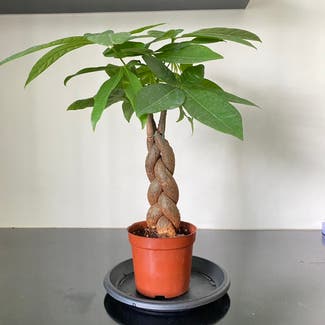 Money Tree plant in Jurong West, Singapore
