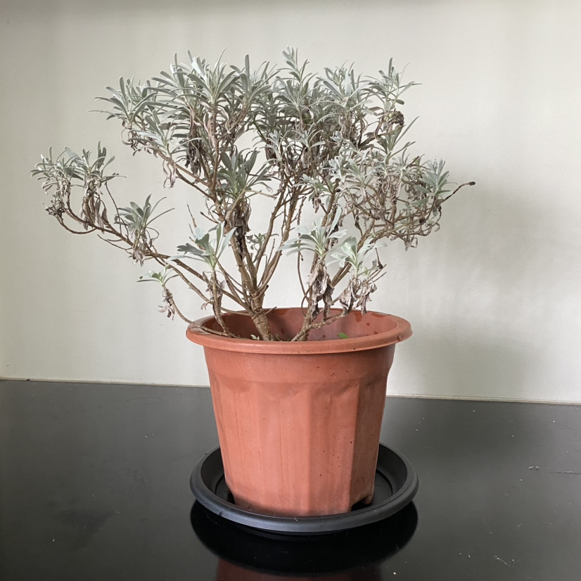 Photo of the plant species Crossostephium chinense by @tt named Planty on Greg, the plant care app