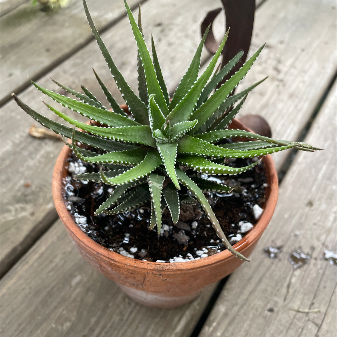 Photo of the plant species Haworthia 'Big Band' by @Nikkispalnts17 named Homer on Greg, the plant care app