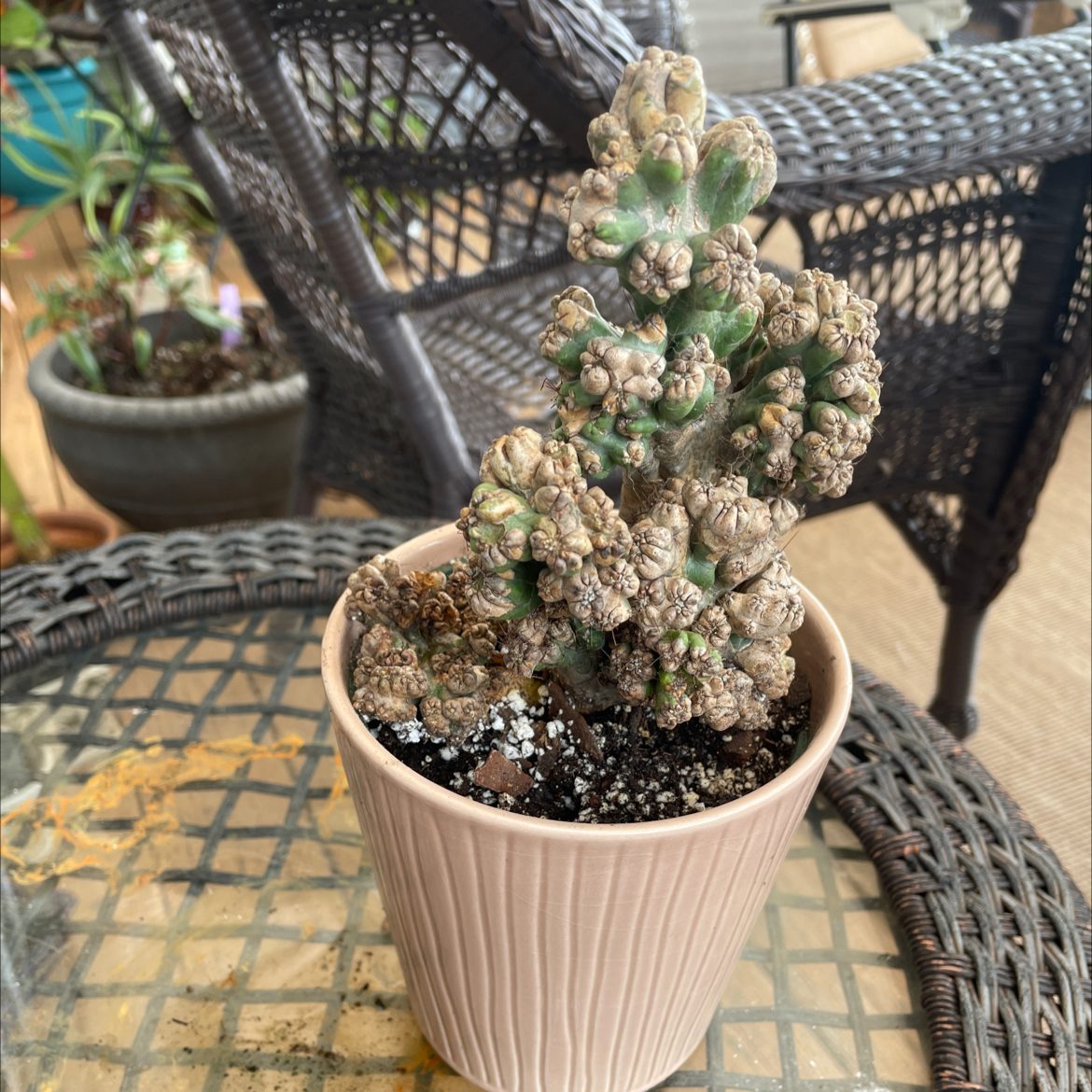 Ming Thing Cactus in a pot on a glass table, appears healthy.