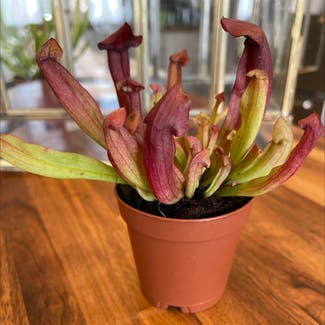 Purple pitcherplant plant in Somewhere on Earth