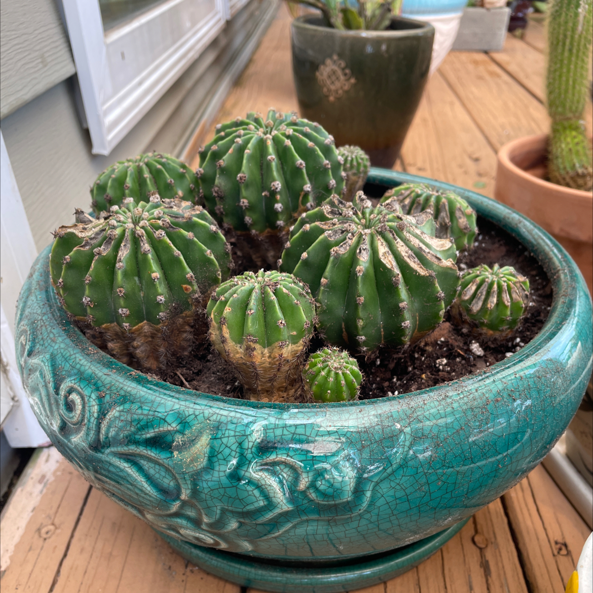 Blue Barrel Cactus in a decorative pot with visible soil, well-framed and in focus.
