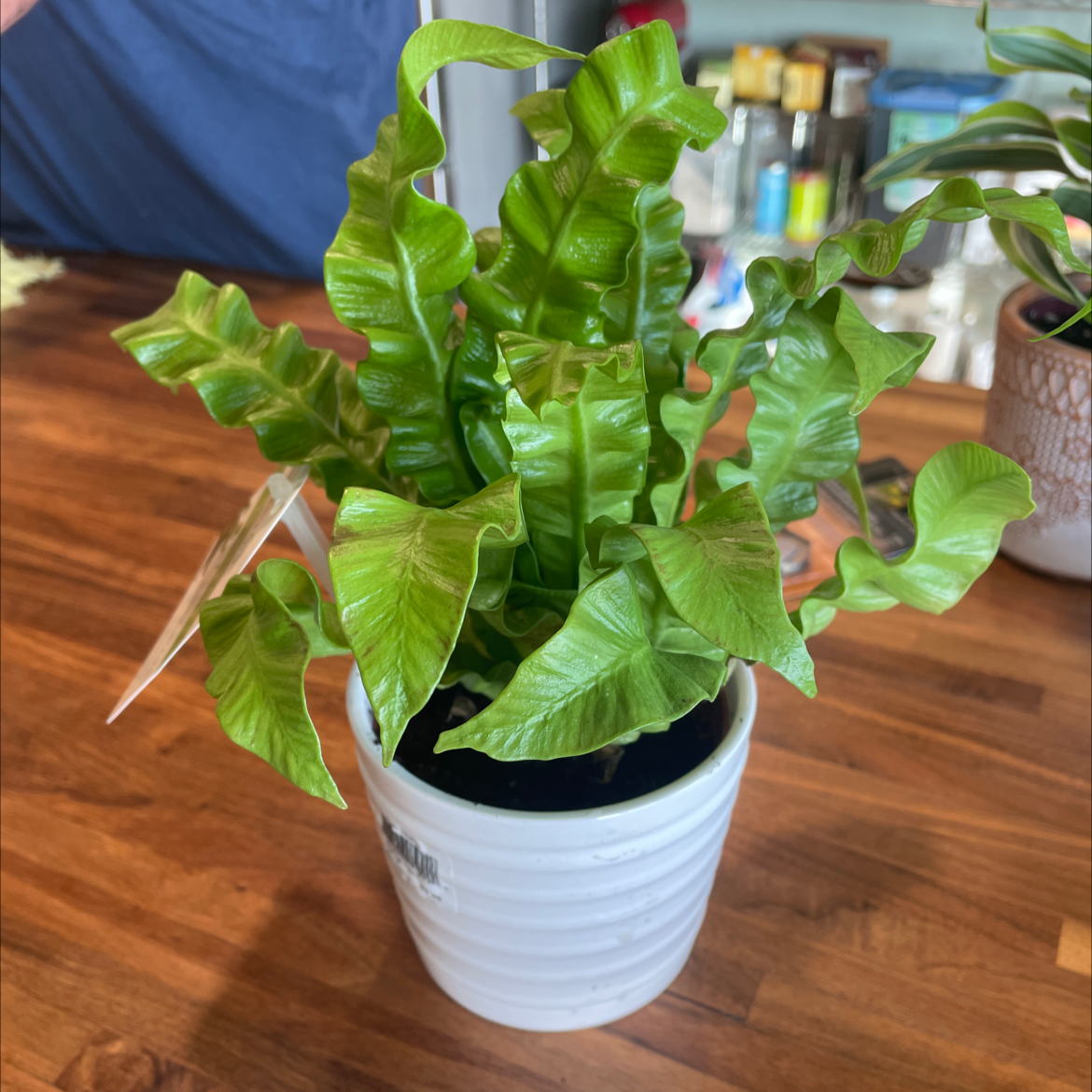 Photo of the plant species Japanese Bird's Nest Fern by @Nikkispalnts17 named Prince on Greg, the plant care app