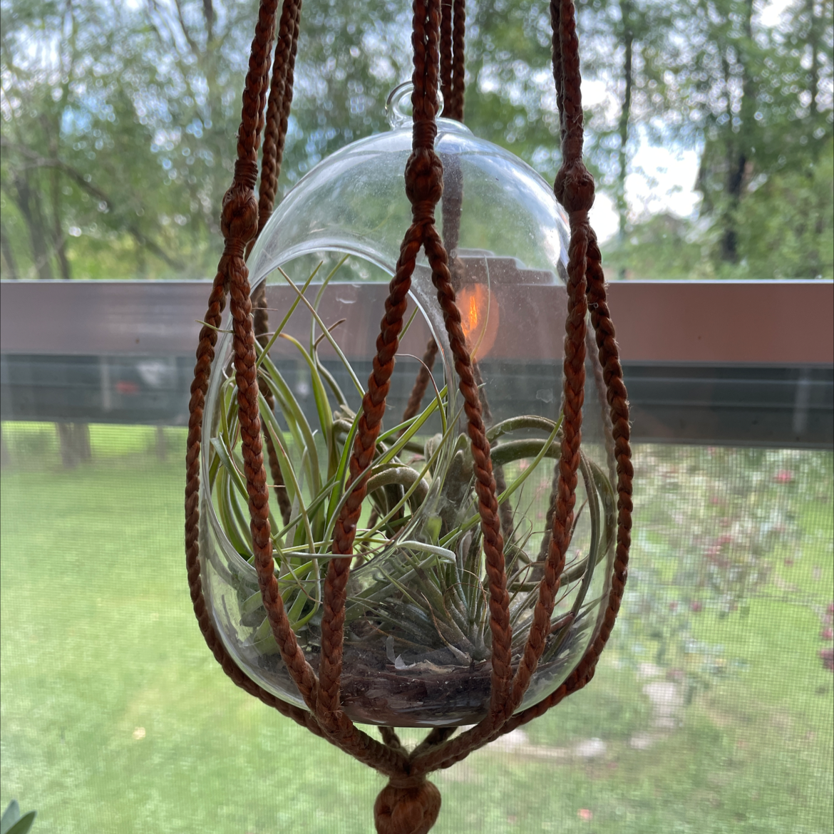 Tillandsia harrisii plant in a glass terrarium suspended by a macrame hanger.