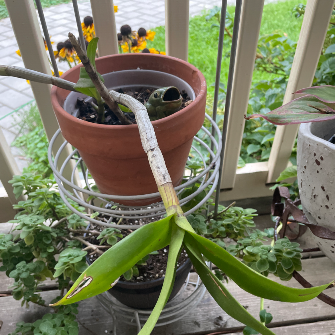 Dancing-Lady Orchid in a pot with visible yellowing and browning on leaves and stem.