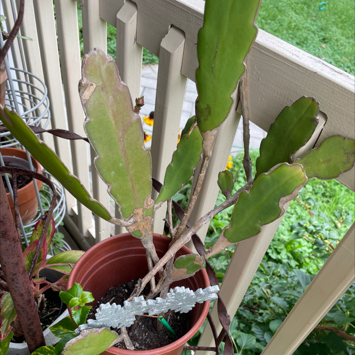 Photo of the plant species Dutchman's Pipe Cactus by @Nikkispalnts17 named ChloroPhil on Greg, the plant care app