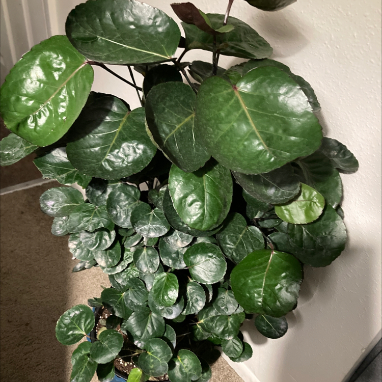 Fabian Aralia plant photo by @Plantsfearme named Money Tree on Greg, the plant care app.