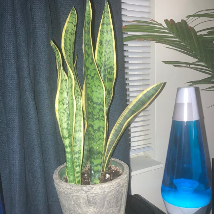 Snake Plant plant photo by @Plantsfearme named Snake Plant on Greg, the plant care app.