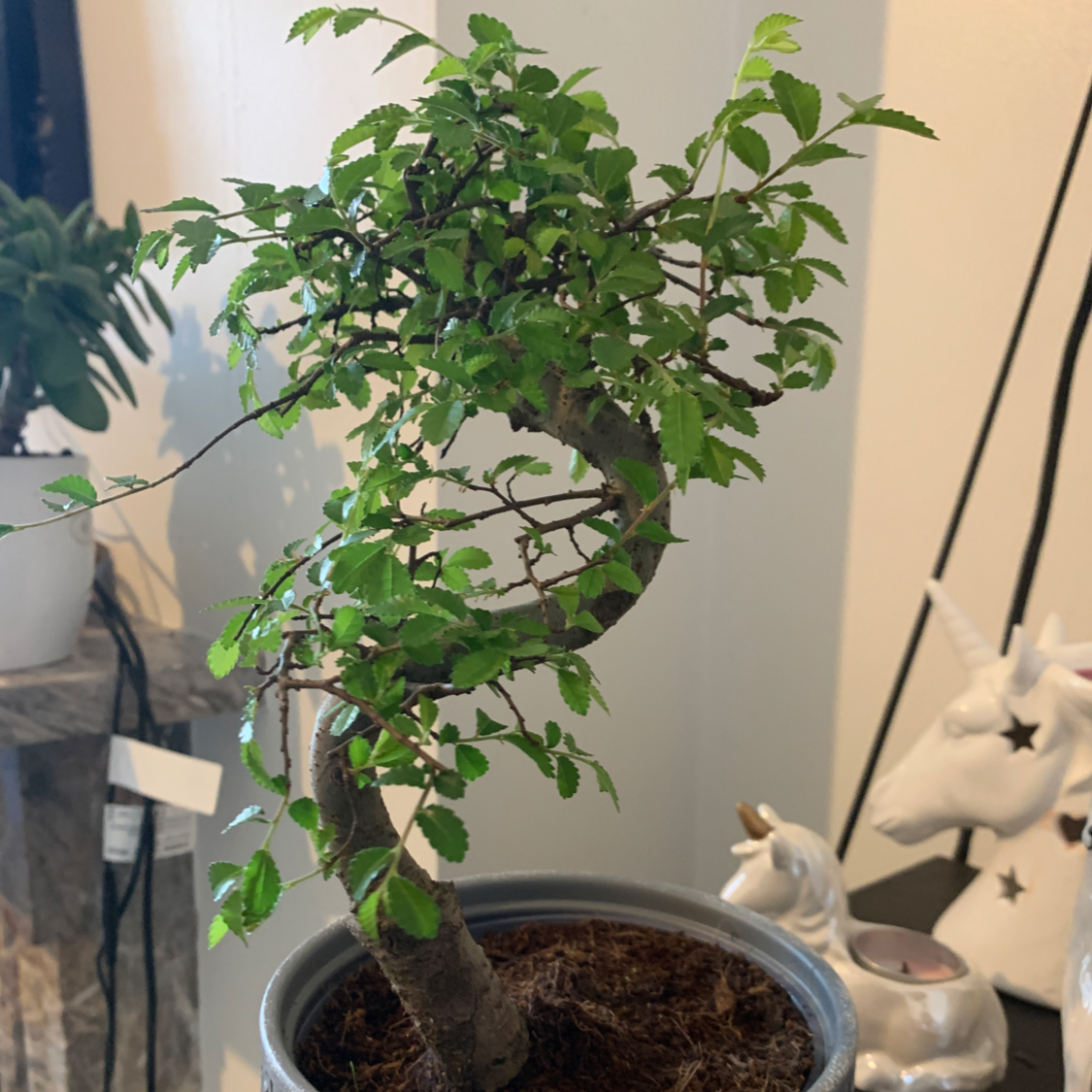 Photo of the plant species Chinese Elm by @Shallot named Bertie on Greg, the plant care app