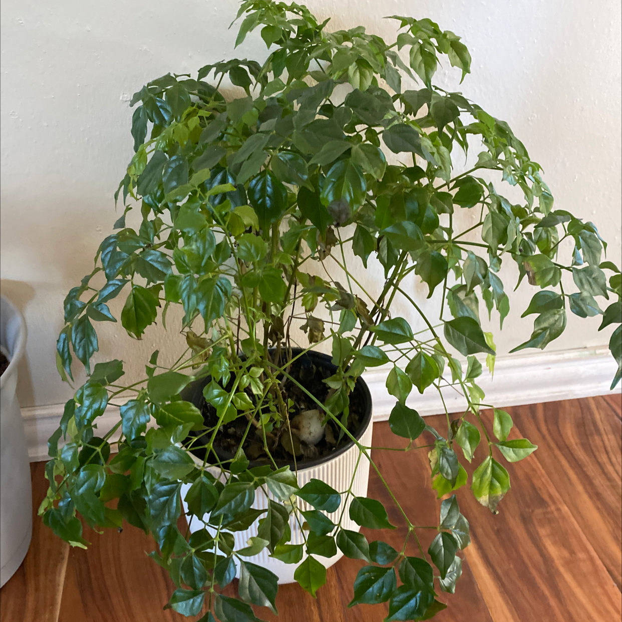 Healthy, lush China Doll plant with vibrant green foliage, well-framed and in focus on a neutral background.