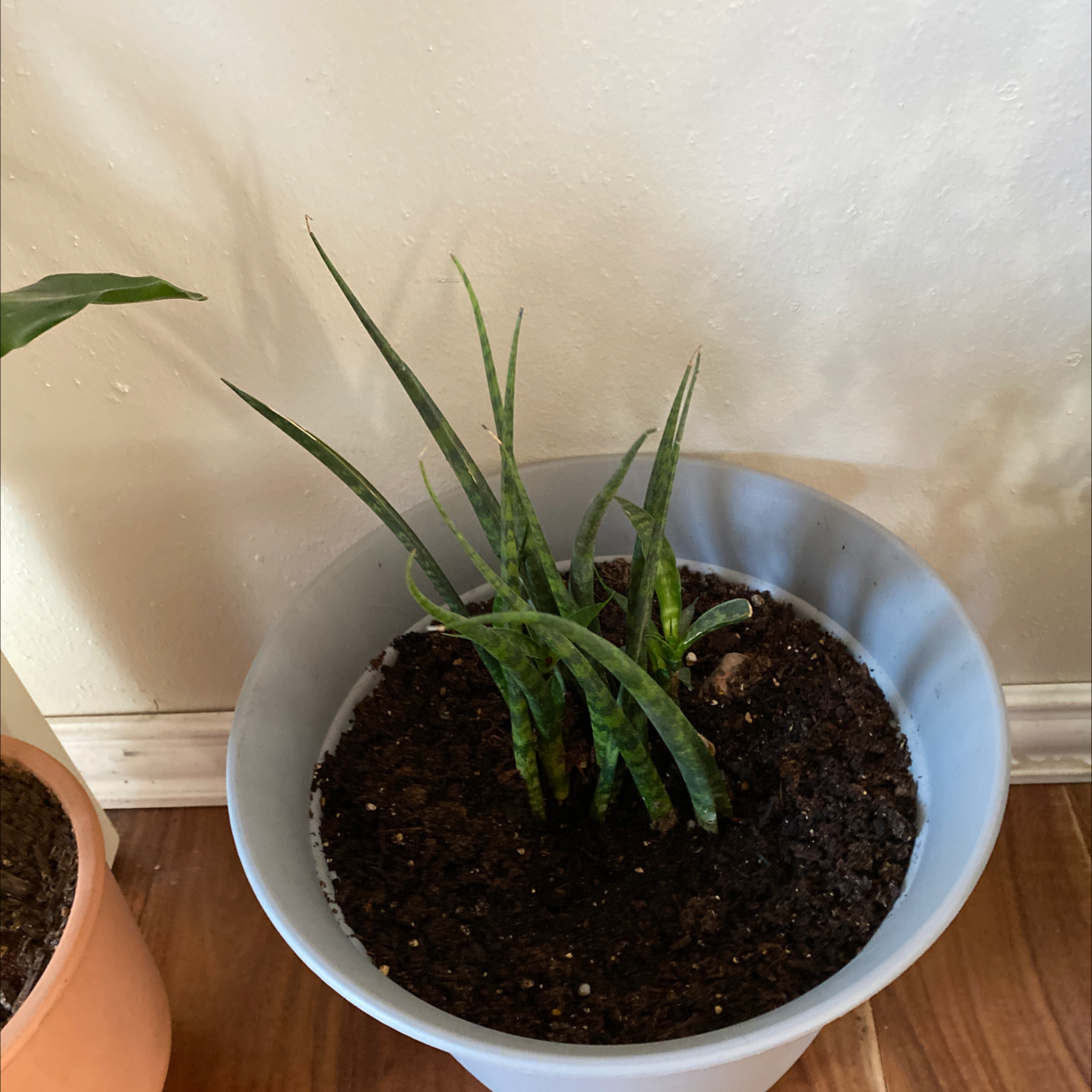 Sansevieria 'Frozen' plant in a pot with visible soil, appears healthy.