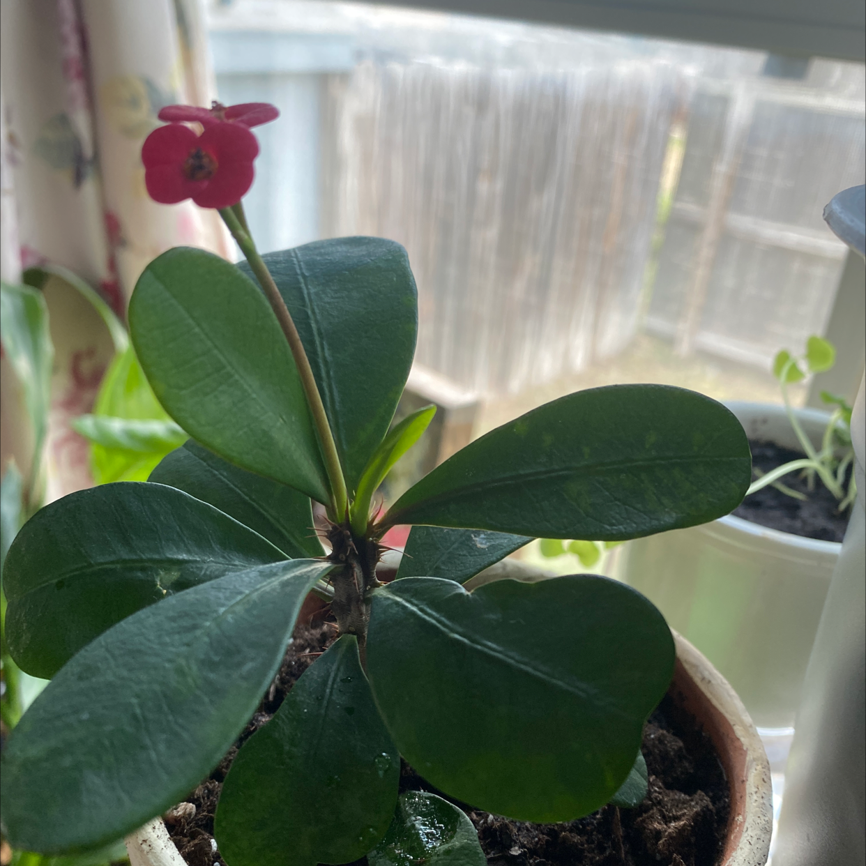 Healthy, thriving Crown of Thorns plant with glossy green leaves and a prominent red flower on a sunny window sill.