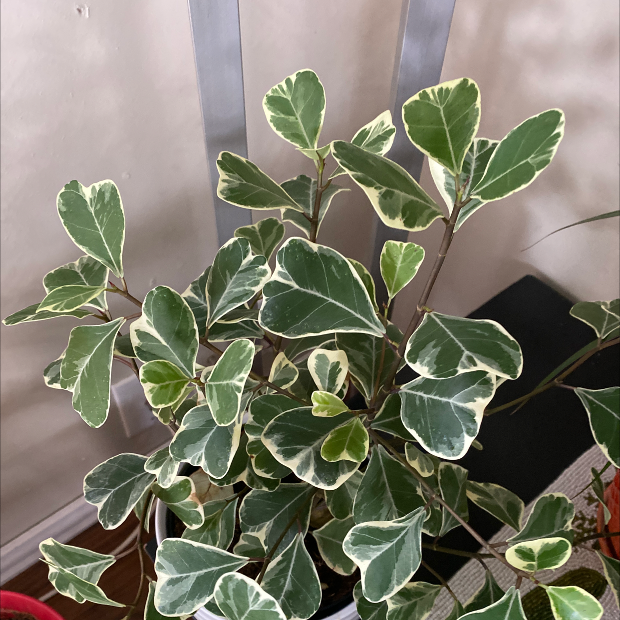 Healthy Fortune's Spindle plant with variegated green and white leaves.