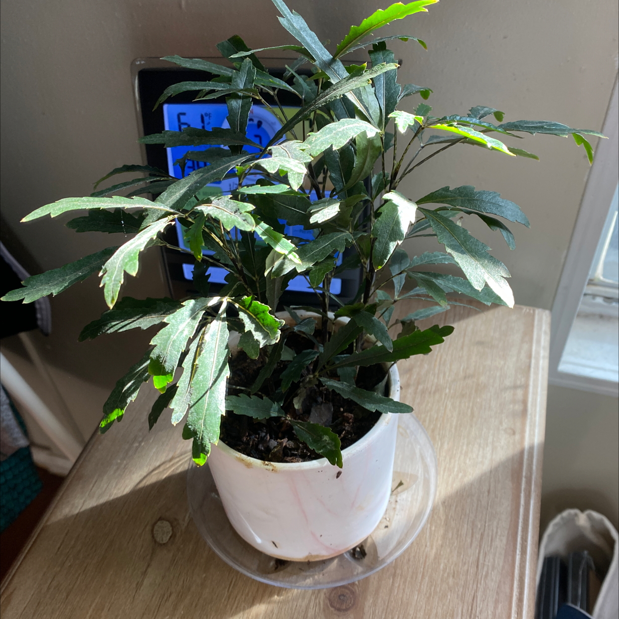 Photo of the plant species Schefflera Elegantissima by @bettyasr1 named Sherlock on Greg, the plant care app