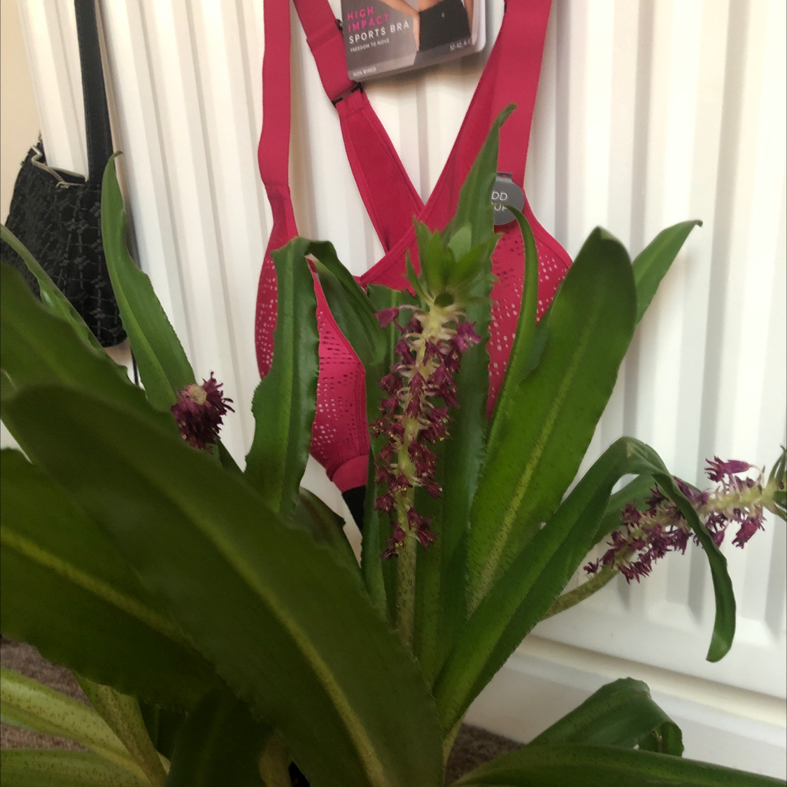 Photo of the plant species Pineapple lily by @mollydavies named kirsty on Greg, the plant care app
