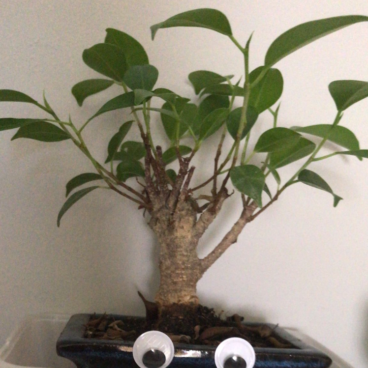 Ficus Ginseng plant photo by @rosie named simon on Greg, the plant care app.