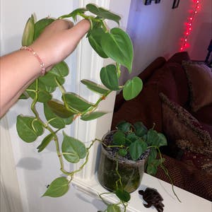 Philodendron Scandens plant photo by @N1ntendh03 named Persephone on Greg, the plant care app.