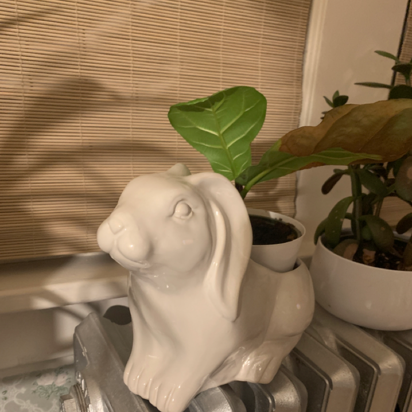 Fiddle Leaf Fig plant photo by Asiyah named Fiver on Greg, the plant care app.