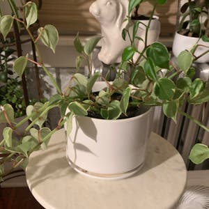 Vining Peperomia plant photo by Asiyah named Cynthia on Greg, the plant care app.