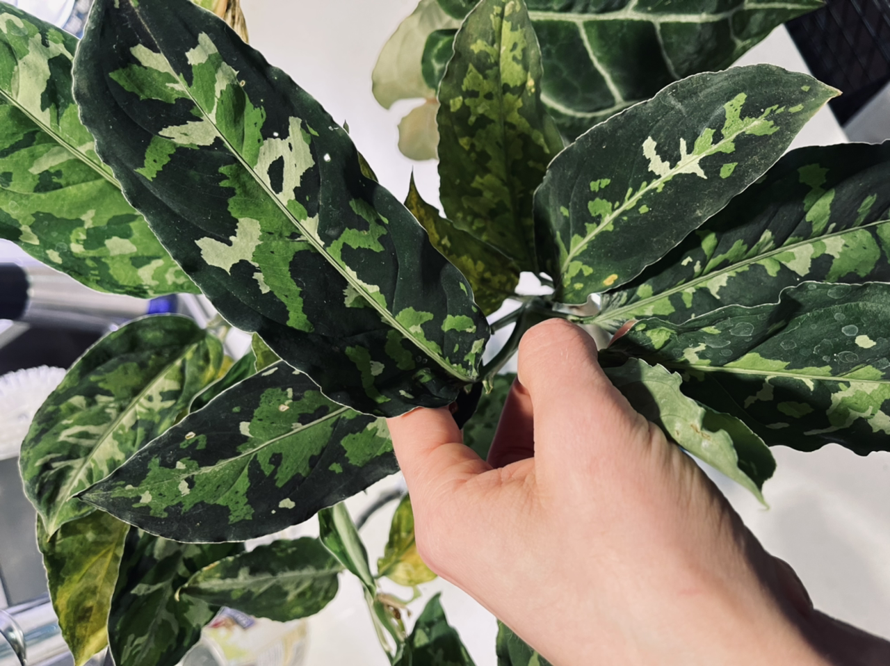 Close-up of Aglaonema 'Tricolor' with variegated leaves and a hand holding one leaf.