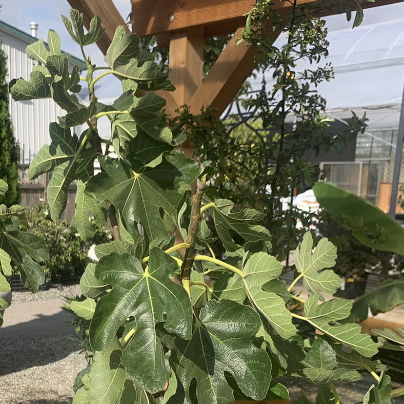 Photo of the plant species Brown Turkey Fig by @dmaiaiai named Figgy on Greg, the plant care app