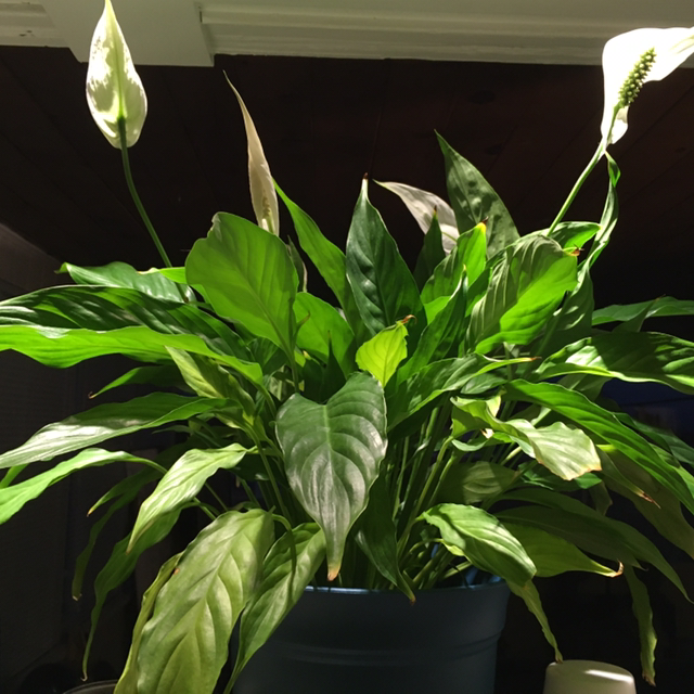 Peace Lily plant photo by @Scarlett-Panduh named Peace Lily on Greg, the plant care app.