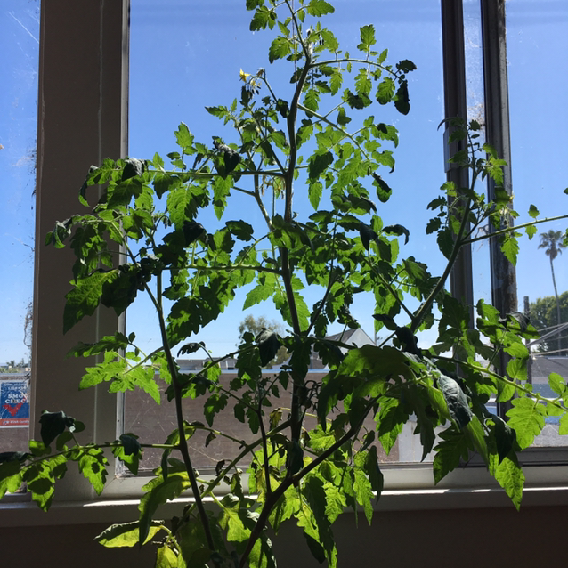 Cherry Tomato plant photo by @Scarlett-Panduh named Cherry Blue on Greg, the plant care app.