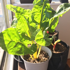 Common Beet plant photo by @Scarlett-Panduh named Swiss Chard on Greg, the plant care app.