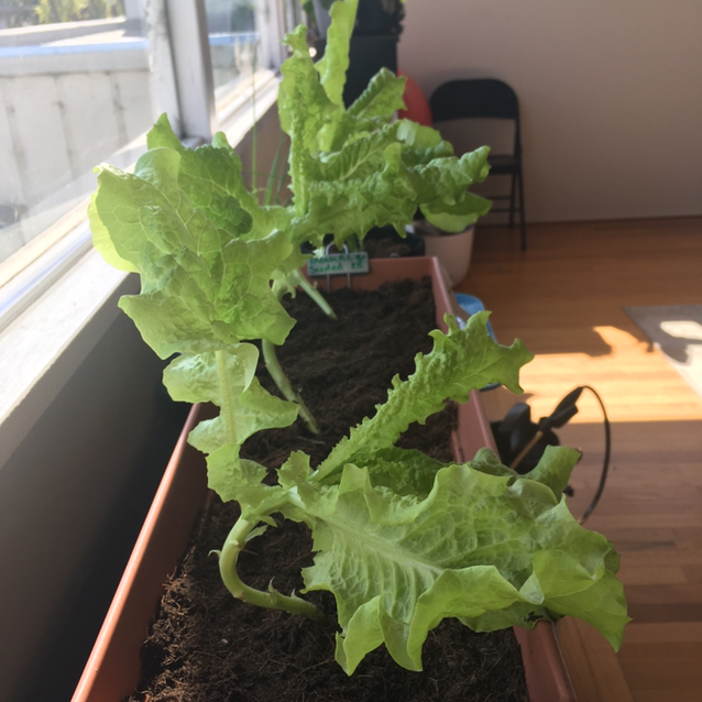 Garden Lettuce plant photo by @Scarlett-Panduh named Black Seeded on Greg, the plant care app.