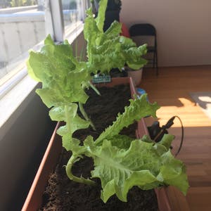 Garden Lettuce plant photo by @Scarlett-Panduh named Black Seeded on Greg, the plant care app.