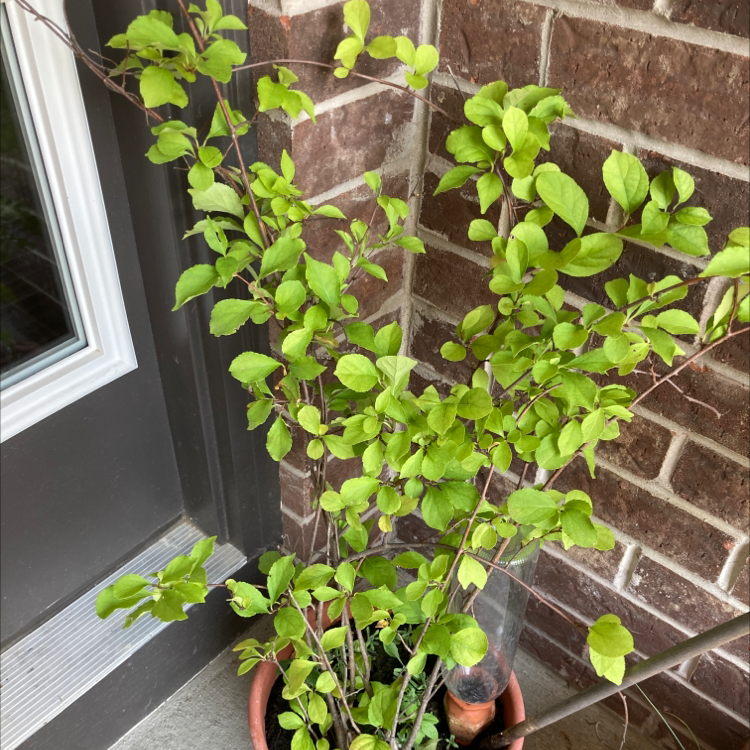 Potted Asian Bittersweet plant with green leaves near a brick wall and door.