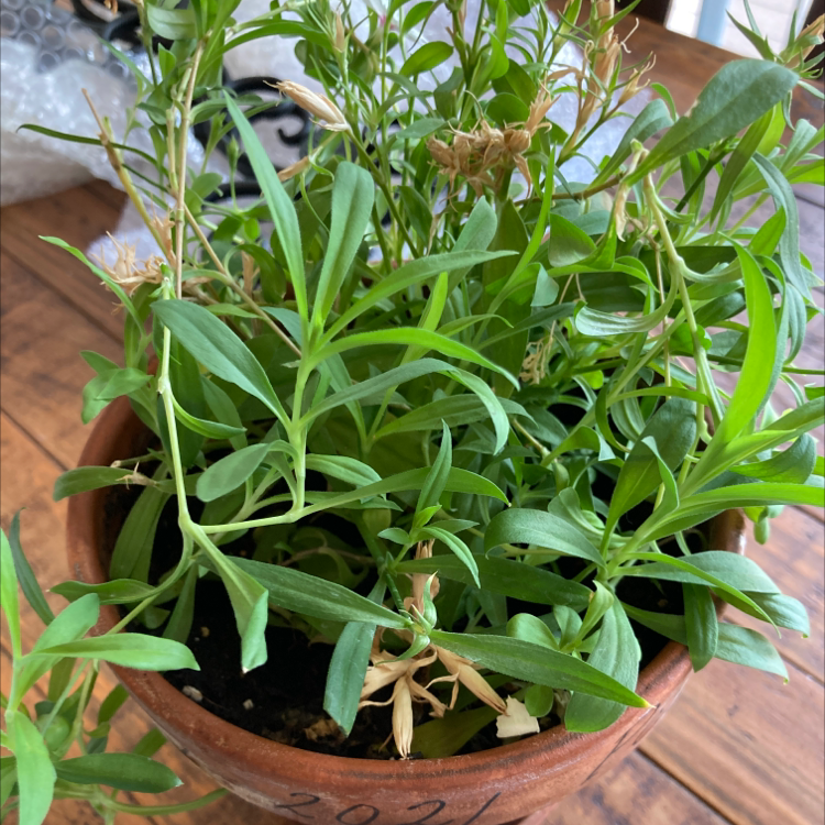 Healthy sweet alyssum plant with lush green foliage growing in a terracotta pot, photographed from above.