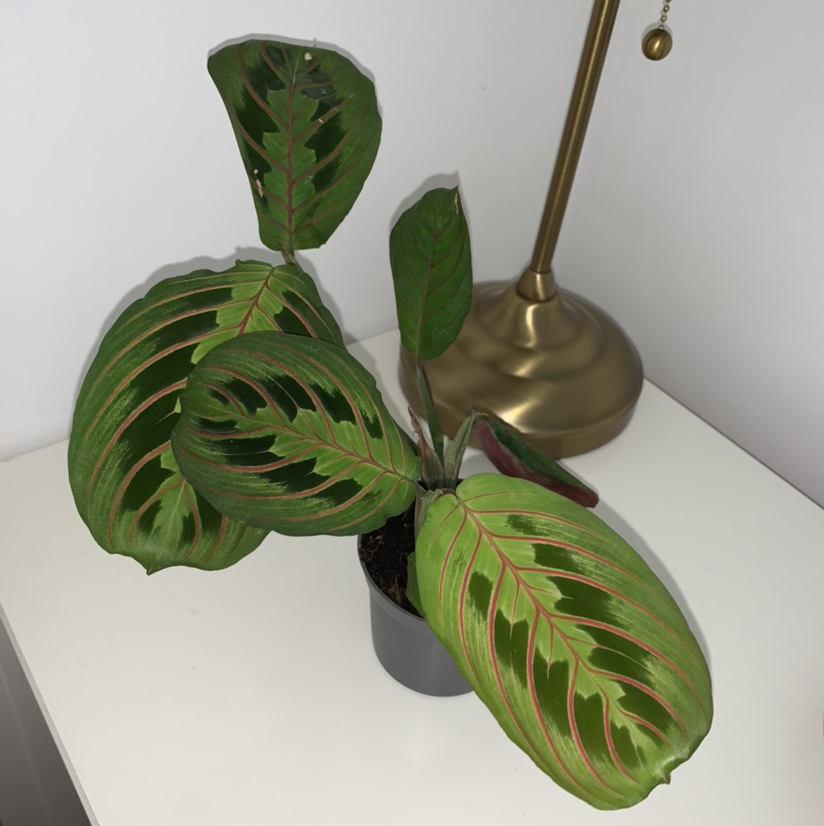 Green Prayer Plant plant photo by Emily named Hamilton on Greg, the plant care app.