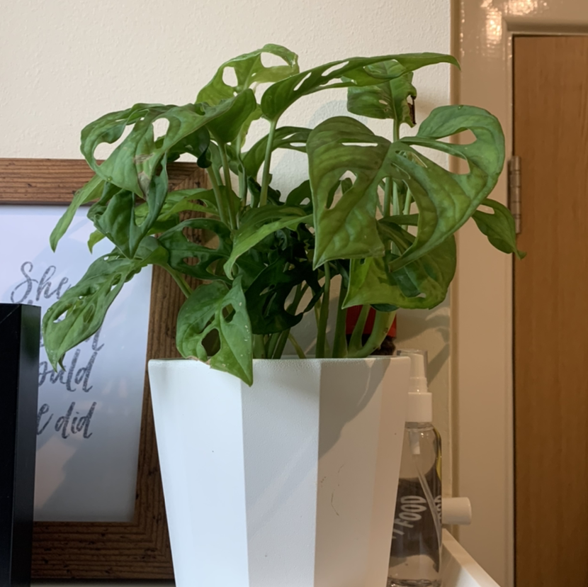 Swiss Cheese Vine plant photo by Emily named Penny on Greg, the plant care app.