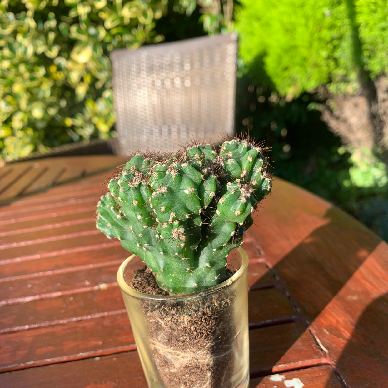 Peruvian Apple Cactus plant photo by @Kodama-Bonsai named My nans toe nails on Greg, the plant care app.