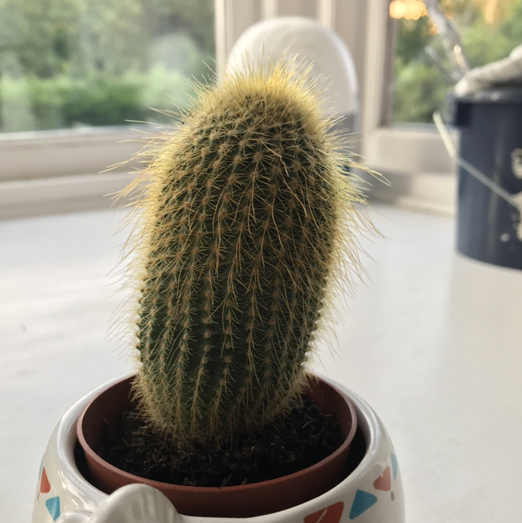 Cephalocereus polylophus cactus in a small pot, healthy and well-framed.